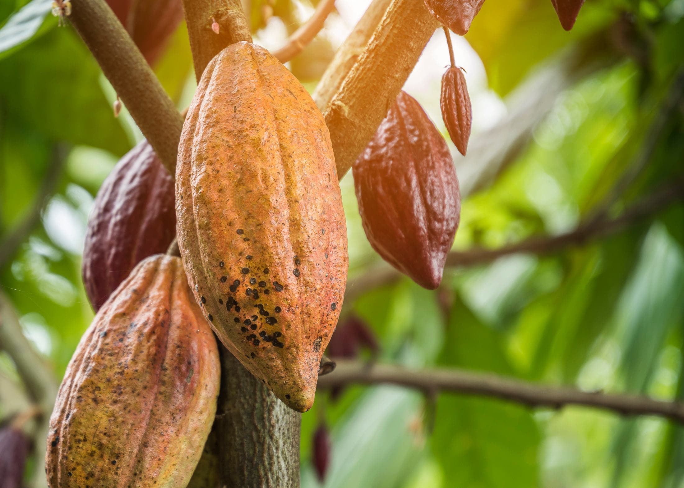 Cocoa growing under forest shade in the Liberian interior
